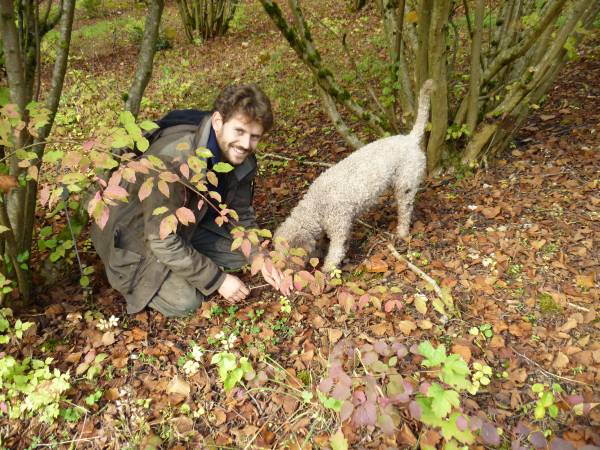 La recherche des truffes : le cavage