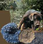 Logo de la maison des truffes : le chien � la recherche des truffes
